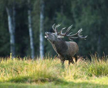 Red Deer (Cervus elaphus), bellowing during the rutting season, captive, Saxony, Germany
