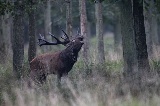 Red Deer (Cervus elaphus), stag, Copenhagen, Denmark