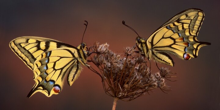 Pair of Old World Swallowtails or Common Yellow Swallowtails (Papilio machaon) perched on a flower, Schwaz, Tirol, Austria