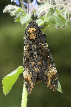 Death's-head Hawkmoth (Acherontia atropos) perched on a flower, Schwaz, North Tirol, Austria