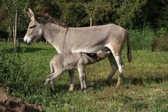 Donkey mare (Asinus) with suckling 4-day-old foal