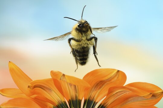 Common Carder-bee (Bombus pascuorum), in flight, at Gazania (Gazania), Germany
