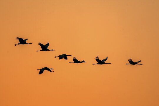 Common crane (Grus grus) flying in the sunrise, wildlife, National Park Vorpommersche Boddenlandschaft, Mecklenburg-Vorpommern, Germany