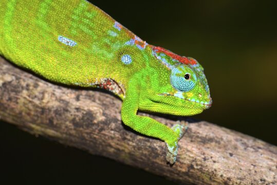 Petter's Chameleon (Furcifer petteri), coloured to indicate pregnancy, Amber Mountain National Park, Nord-Madagaskar, Madagascar