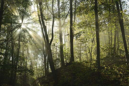Sun-flooded deciduous forest with Lime trees (Tilia) and Sycamore Maples (Acer pseudoplatanus), Hainich National Park, Thuringia, Germany