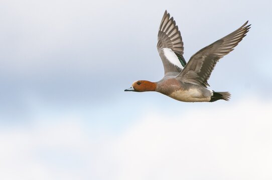 Eurasian wigeon (Anas penelope) in flight, Lembruch, Lower Saxony, Germany