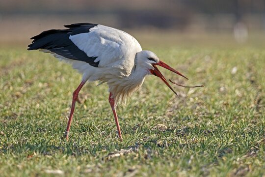 White stork (Ciconia ciconia) foraging in a meadow, captures earthworm, Germany