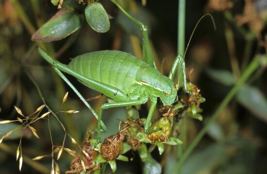 Krauss's Bush-cricket (Isophya kraussi), female