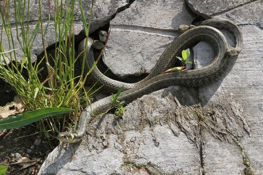 Grass snakes (Natrix natrix), five males courting a large female, Lake Balaton, Hungary, Europe