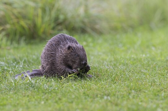 Eurasian Beaver (Castor fiber) feeding on a willow branch, Tyrol, Austria