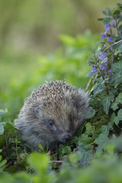 European hedgehog (Erinaceus europaeus) adult walking in a Spring woodland, Suffolk, England, United Kingdom