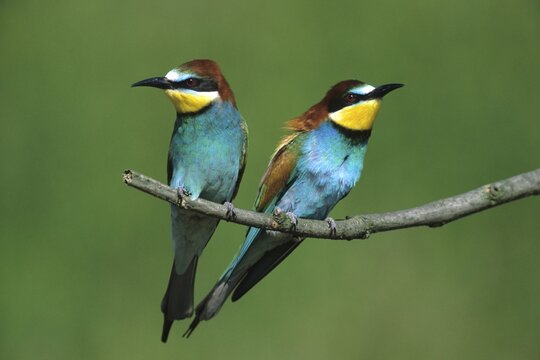 Bee-eater (Merops apiaster)  pair mating season Hortobagy Puszta Hungary