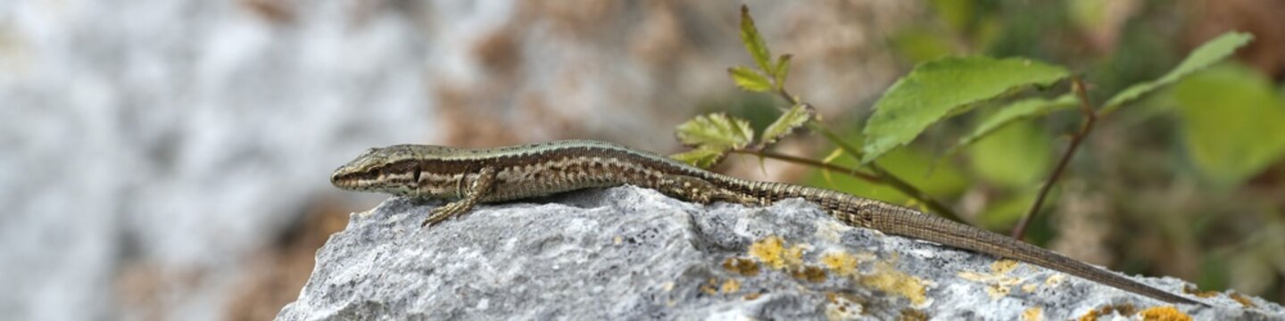 Horvath's Rock Lizard (Iberolacerta horvathi), Udine province, Italy