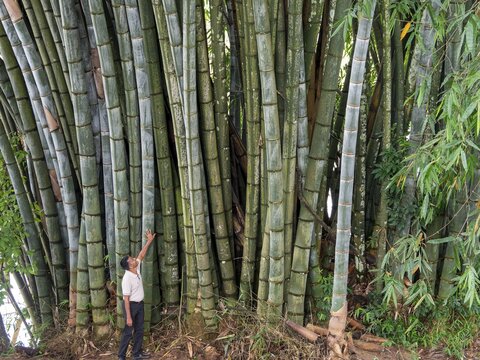 Giant bamboo (Dendrocalamus giganteus), Kandy Botanical Gardens, Sri Lanka