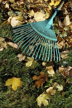 Autumn foliage and rake, gardening in autumn