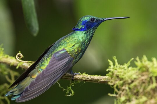 Sparkling violetear (Kolibri coruscans), rainforest, cloud forest, northwest Ecuador, Ecuador