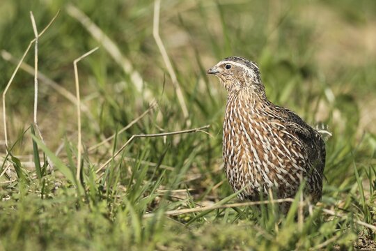Common quail (Coturnix coturnix) in field, Lower Austria, Austria