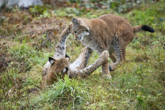 Eurasian Lynxes (Lynx lynx), playfighting juveniles, captive, Lower Saxony, Germany