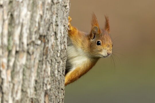 Eurasian red squirrel (Sciurus vulgaris) on a tree trunk, wildlife, Germany
