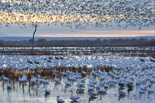 Snow Geese (Anser caerulescens atlanticus, Chen caerulescens) at their resting-place at dusk, wintering quarters, Bosque del Apache Wildlife Refuge, New Mexico, North America, USA