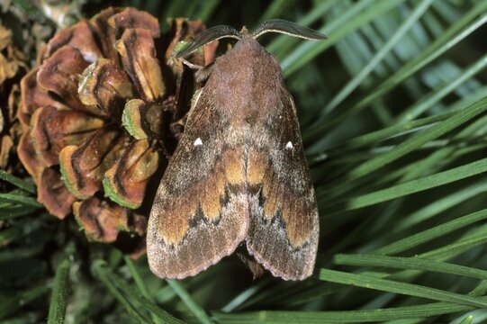 Pine-tree Lappet Moth (Dendrolimus pini), male