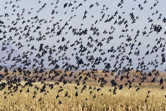Red-winged Blackbirds (Agelaius phoeniceus), swarm flying, wintering in the Bosque del Apache Wildlife Refuge, New Mexico, USA