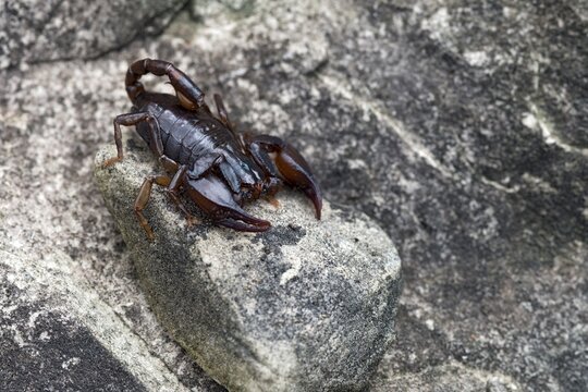 Alpenskorpion (Euscorpius germanus), Gurgltal, Tyrol, Austria