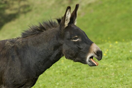 Donkey (Equus asinus asinus), Schwaz, Tyrol, Austria, Europe