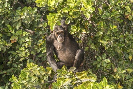 Chimpanzee on Baboon Island, River Gambia National Park, Gambia, West Africa