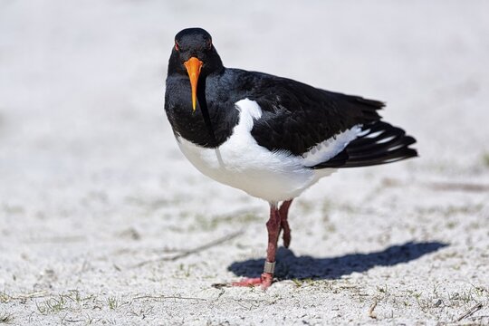Eurasian oystercatcher (Haematopus ostralegus) in the sand, Insel D&uuml;ne, Helgoland, Schleswig-Holstein, Germany