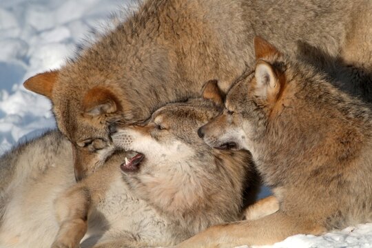 Three Grey - or Timber Wolves (Canis lupus) playing, play fighting in the snow, Bayerischer Wald National Park, Bavaria, Germany, Europe