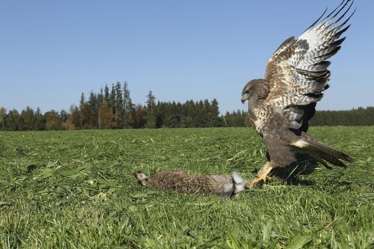 Steppe buzzard (Buteo buteo) on dead mown European hare (Lepus europaeus) Allg&auml;u, Bavaria, Germany
