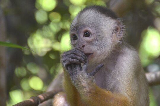 White-fronted Capuchin (Cebus albifrons), Mamirau&aacute; Sustainable Development Reserve, Amazonas, Brazil
