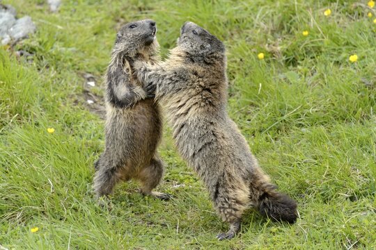 Alpine marmots (Marmota marmota) fighting, High Tauern National Park, Austria