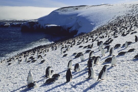 Chinstrap penguins (Pygoscelis antarctica) on Zavodovski Island, South Sandwich Islands, Antarctica