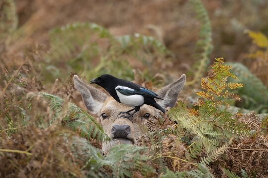 Red deer (Cervus elaphus) adult female doe sitting amongst bracken in the autumn with a Magpie (Pica pica) adult bird on its head, England, United Kingdom