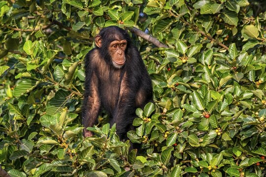 Chimpanzee (Pan troglodytes), River Gambia National Park, Gambia