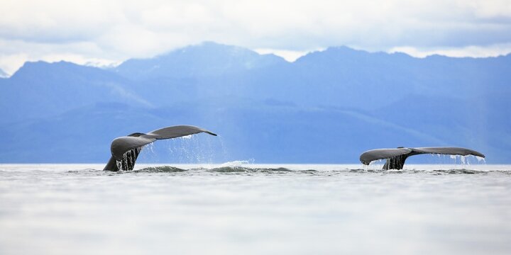 Humpback Whales diving, flukes (Megaptera novaeangliae), Baleen Whales, Alaska's Inside Passage, Alaska, USA
