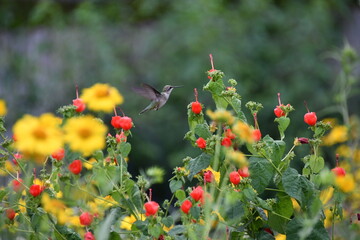 Fototapeta premium Hummingbird In Air With Red Turk's Cap with Copy Space