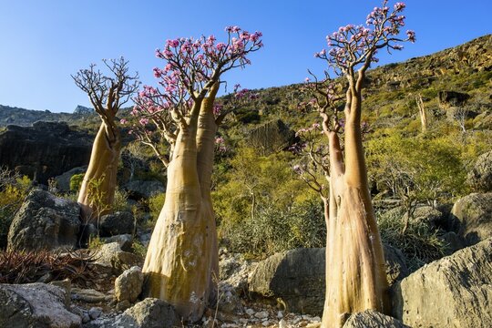 Bottle Trees (Adenium obesum) in bloom, endemic species, Socotra, Yemen