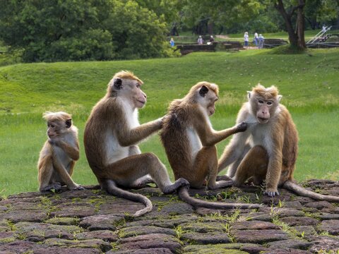 Toque macaques (Macaca sinica) group sitting together in a row, Sri Lanka