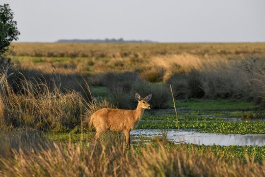 Pampas deer (Ozotoceros bezoarticus), female animal, Cambyret&aacute;, Esteros del Iber&aacute;, Province of Corrientes, Argentina