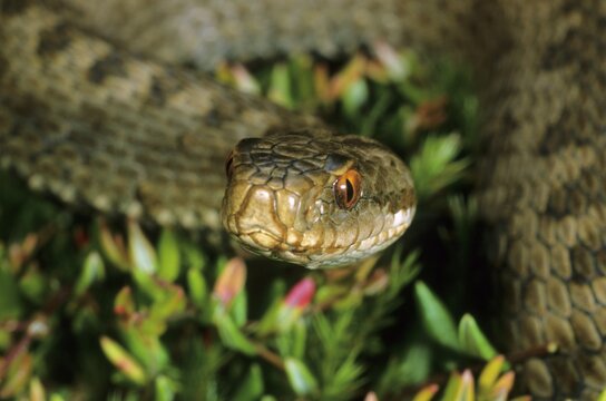 Common European Adder (Vipera berus), Portrait
