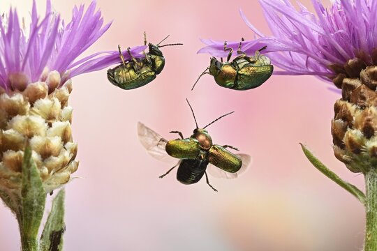 Cryptocephalus sericeus (Cryptocephalus sericeus) in flight at the flower of the Knapweed (Centaurea), Germany