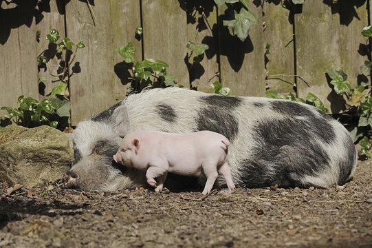 G&ouml;ttingen minipig (Sus scrofa f. domestica), sow and piglet, North Rhine-Westphalia, Germany
