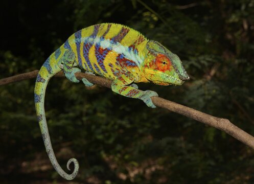 Panther Chameleon (Furcifer pardalis), male in mating colours, near Ankify, Madagascar