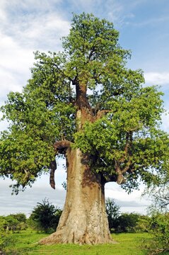 African Baobab (Adansonia digitata), Makgadikgadi Salt Pan region, Makgadikgadi Pans, Botswana, Africa