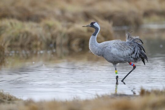 Ringed Crane (grus grus) standing in a body of water, V&auml;sterg&ouml;tland, Sweden