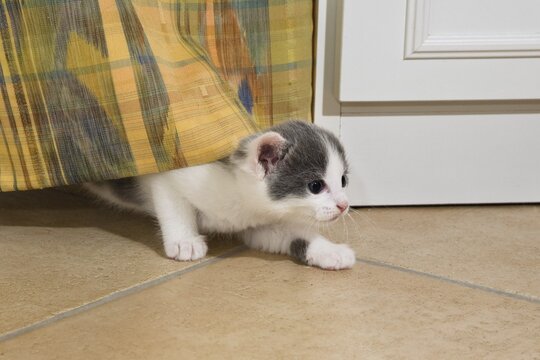 Kitten playing with a curtain in the living room