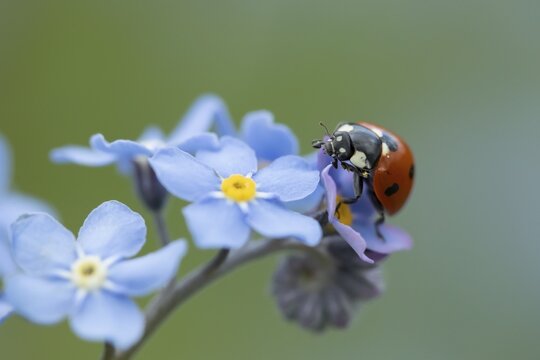 Seven-spot ladybird (Coccinella septempunctata) adult insect on a Forget-me-not flower, Suffolk, England United Kingdom